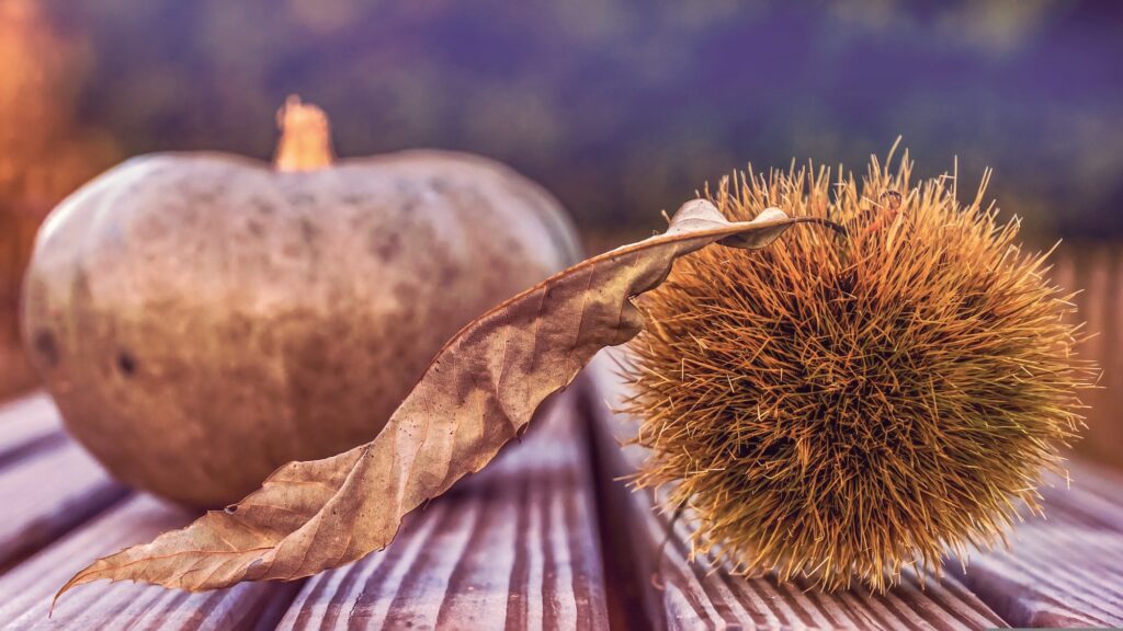 suju-foto-fall-sagre-Pixabay