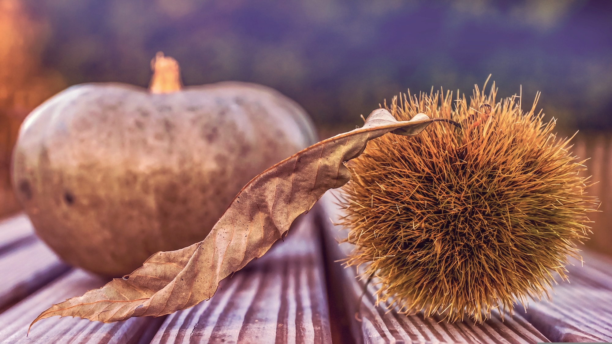 suju-foto-fall-sagre-Pixabay