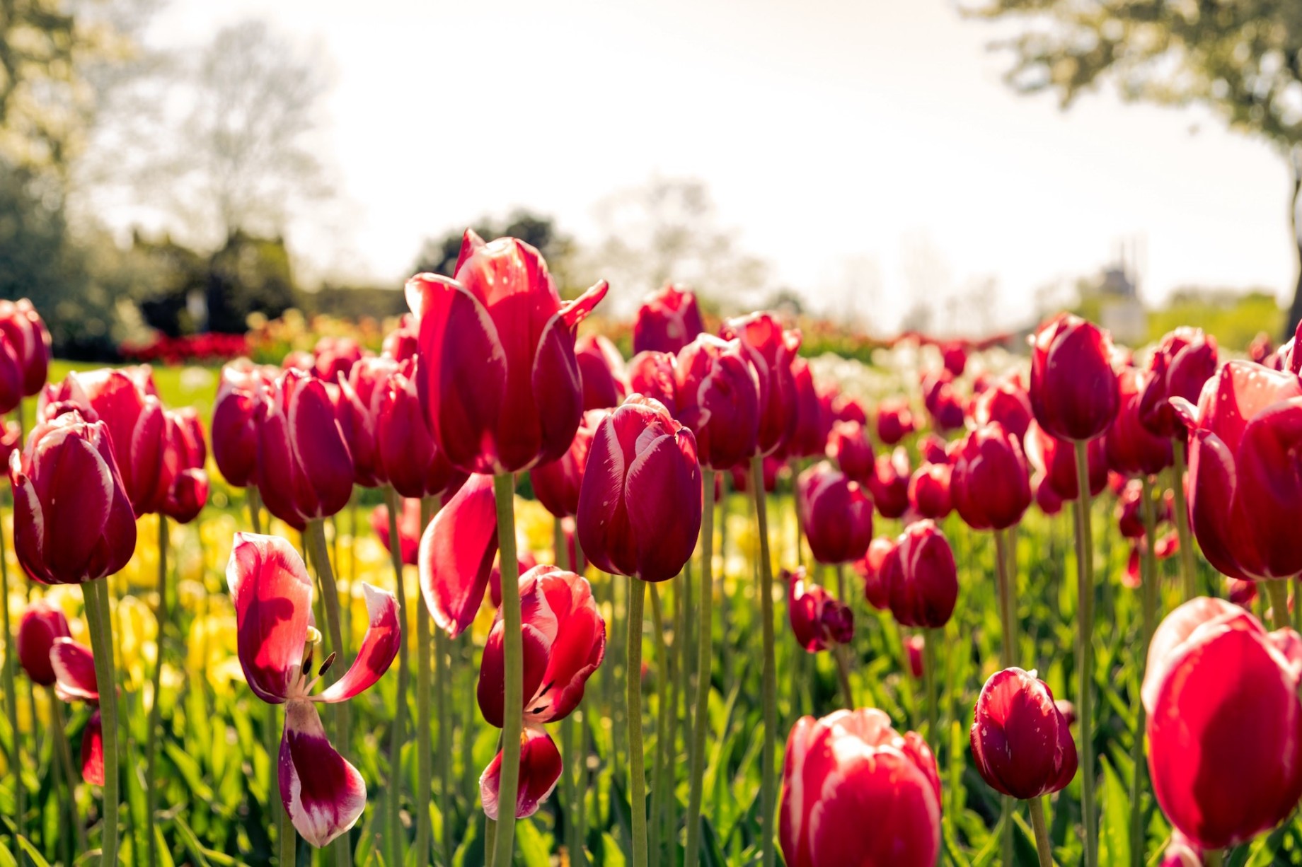 Fiori in Testa - Chi non ama i tulipani?? Da noi potete trovarne