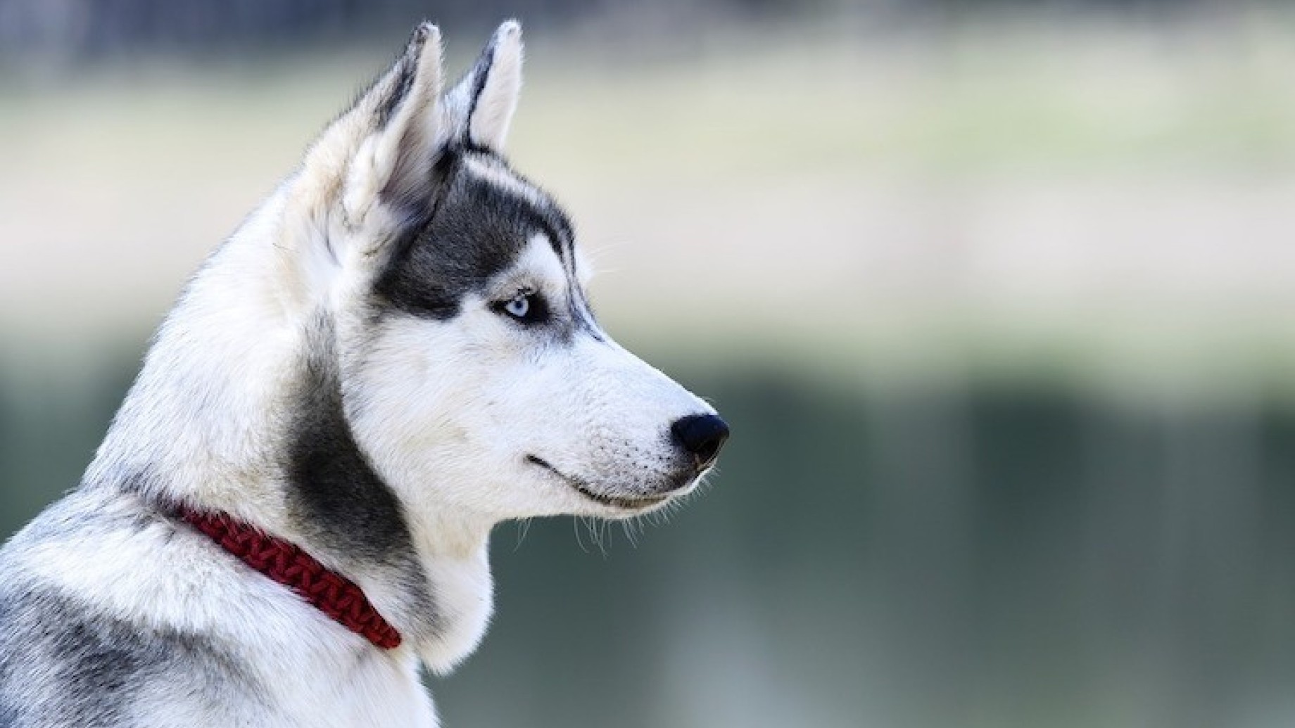 Milano dice stop ai collari a strozzo per cani: Una questione di civi