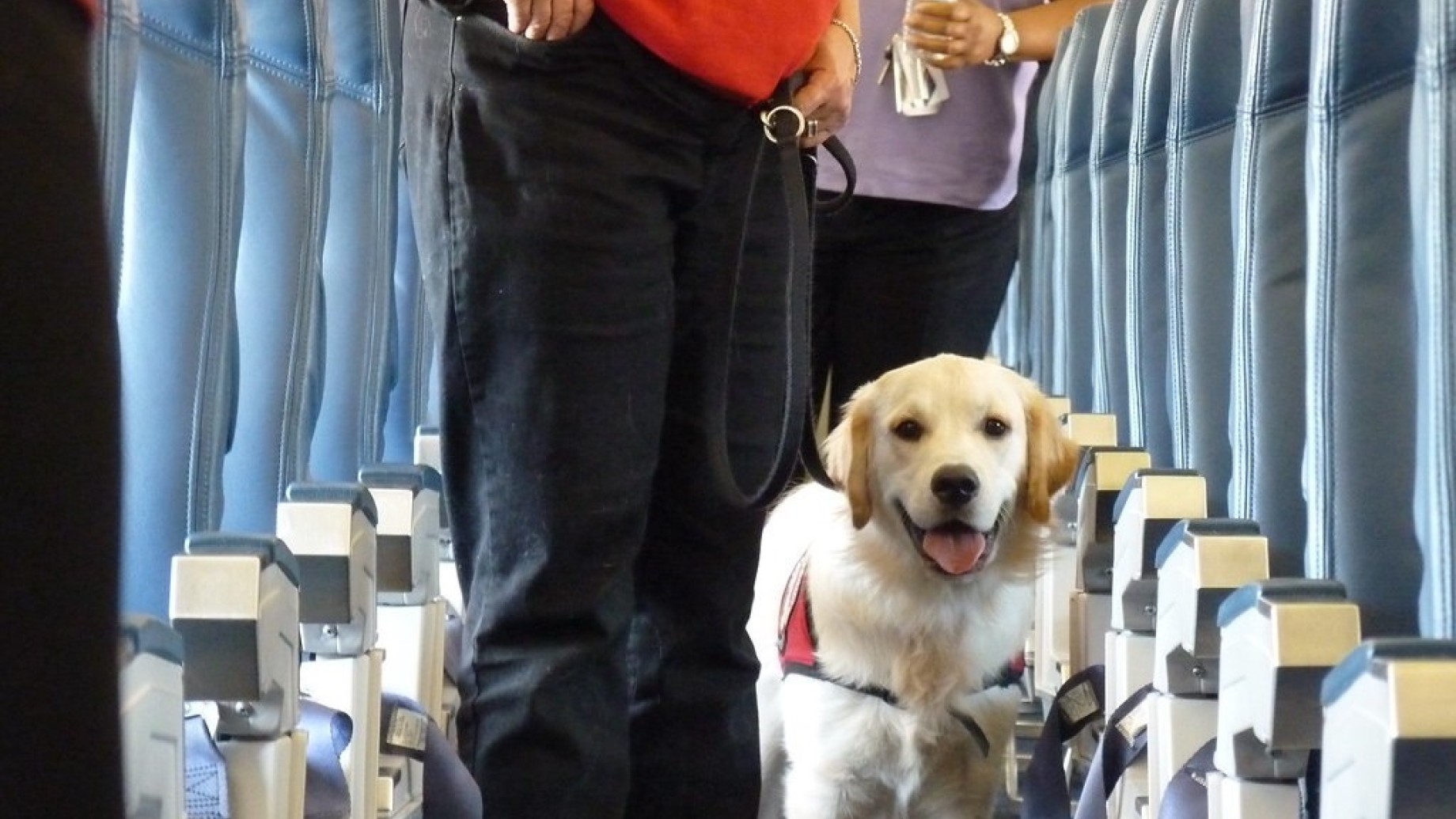 cane_aereo
