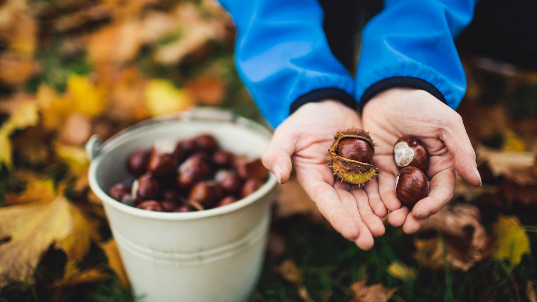 castagne