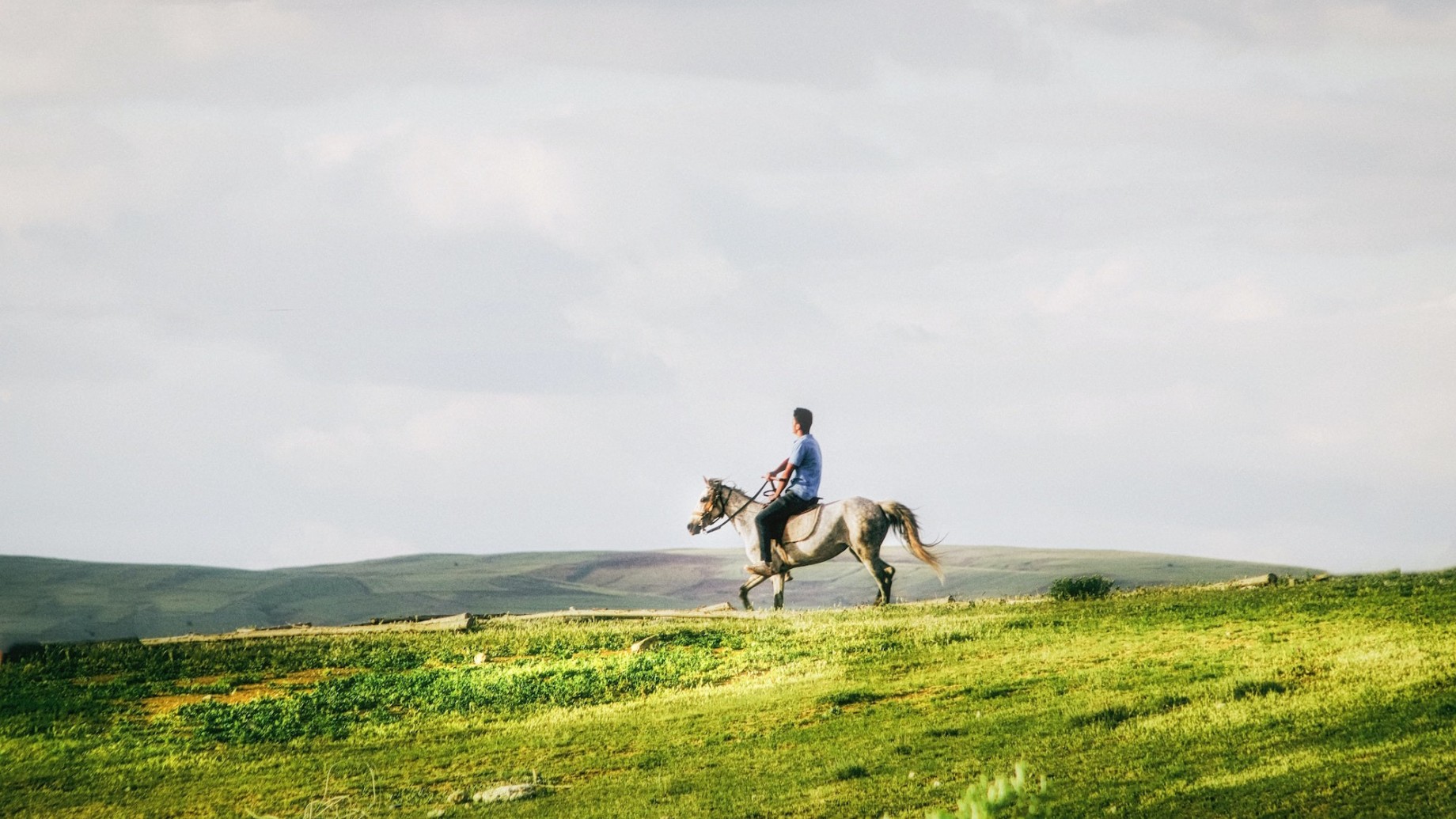 cavallo