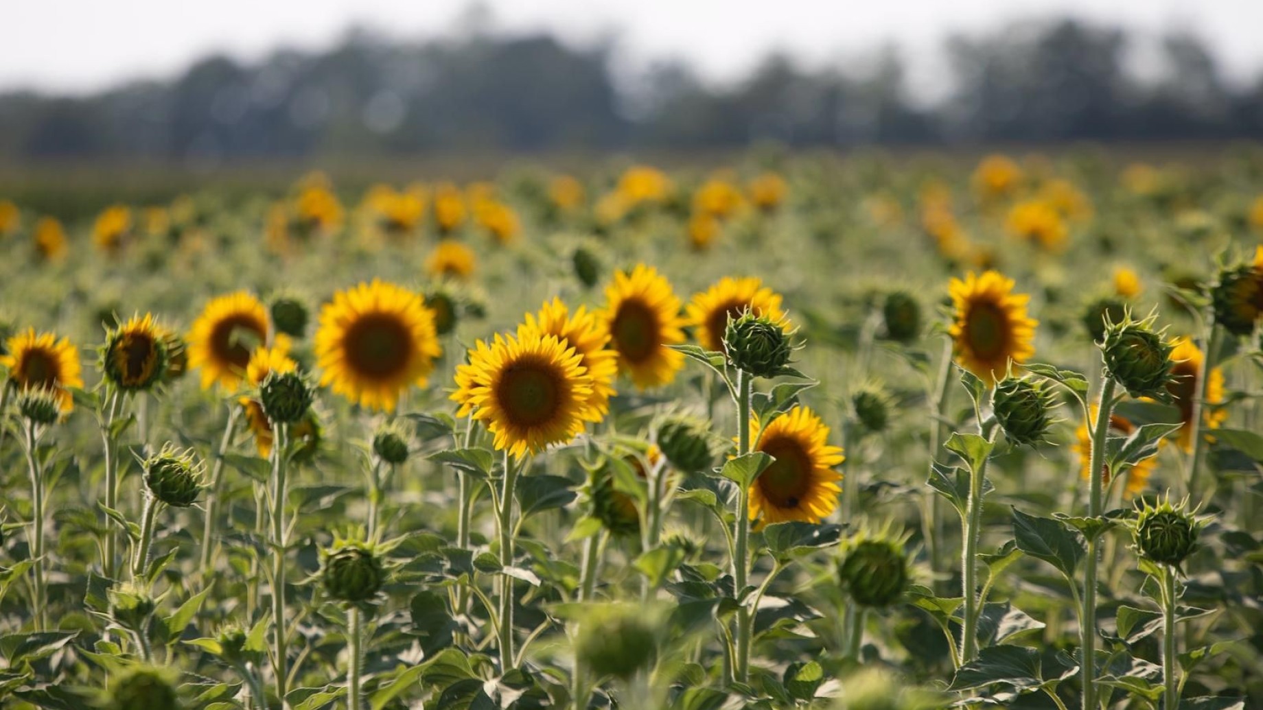girasoli