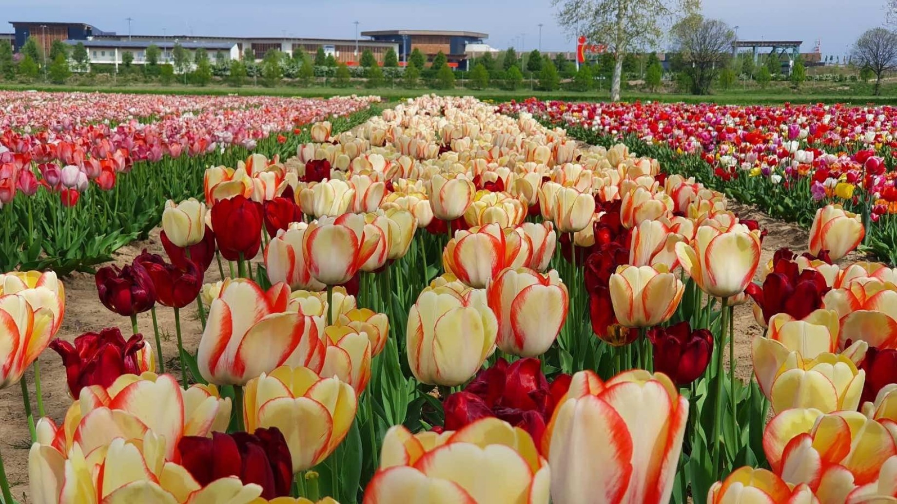 header_fb_tulips373d2b41