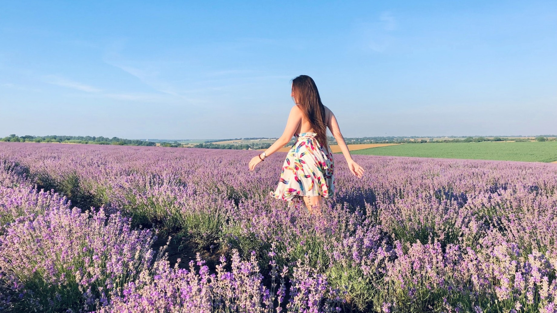 lavanda