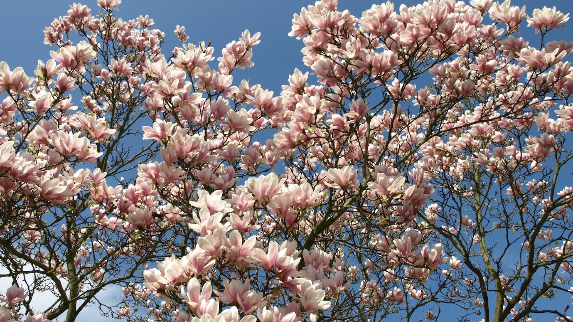 magnolia