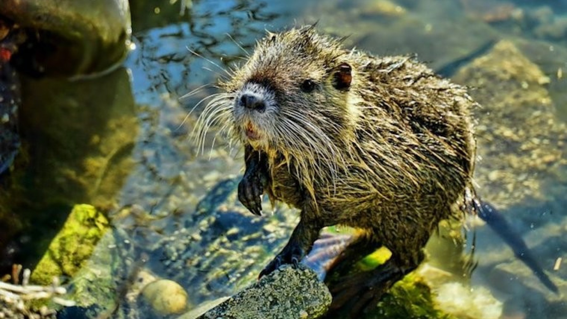 nutria-770x470-1