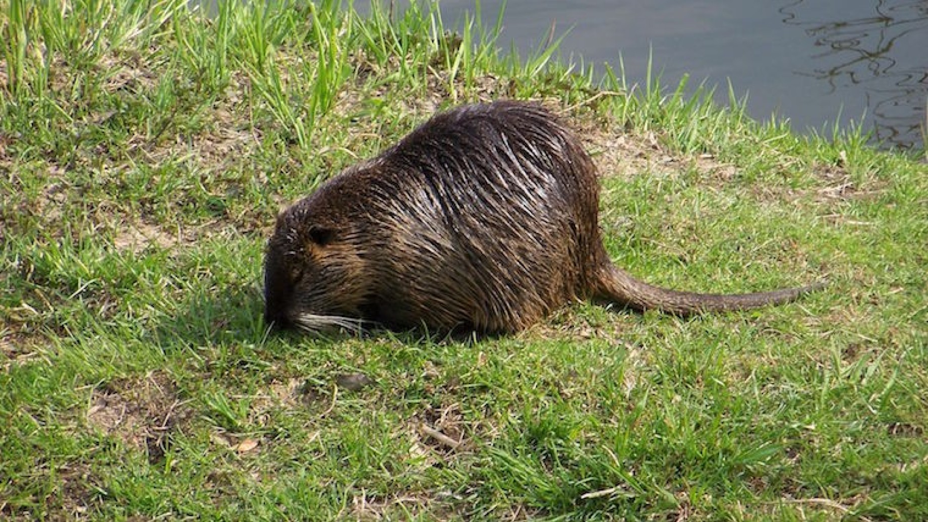 nutria