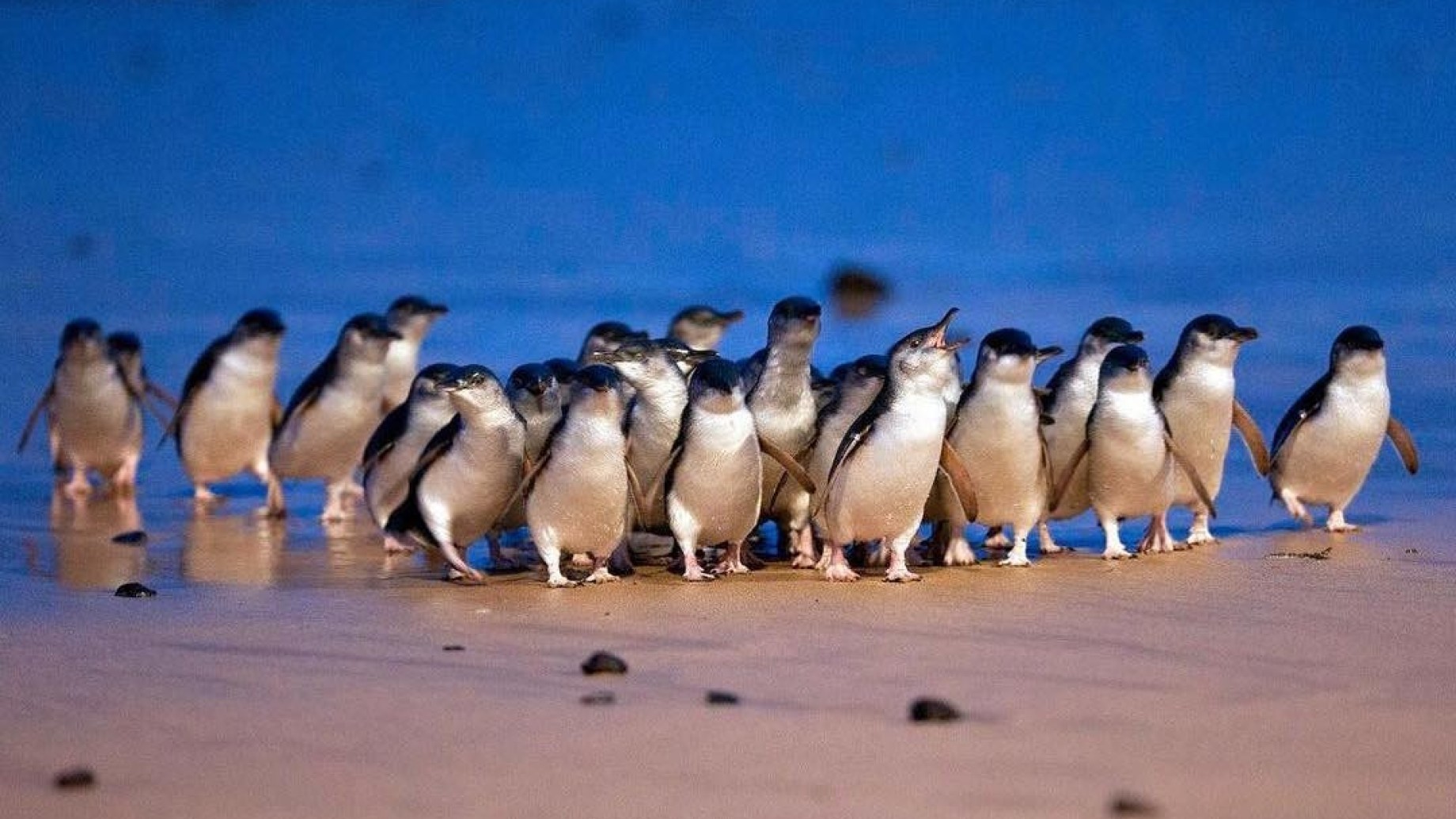 pinguiniblucover