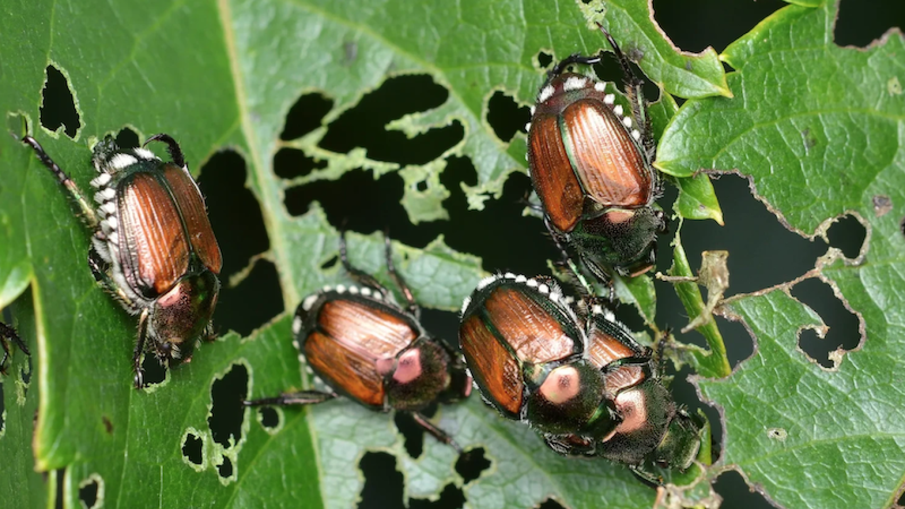 popilliajaponica