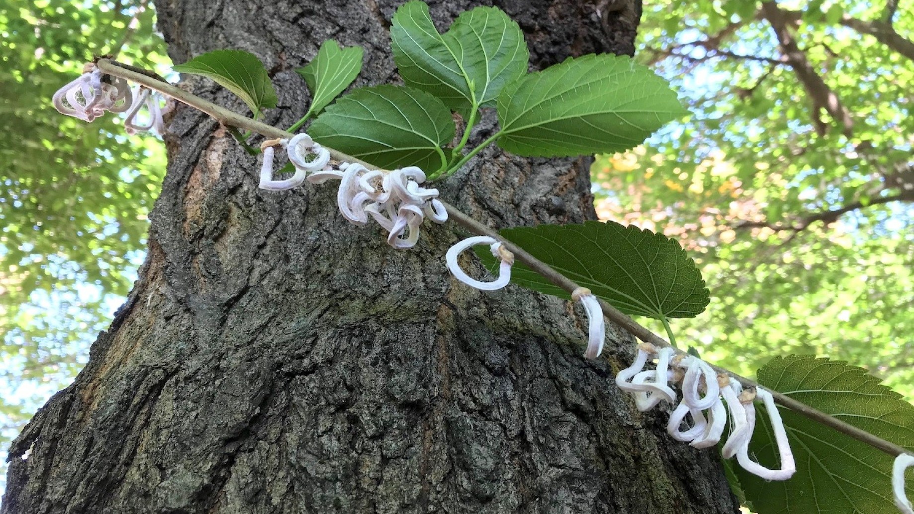 takahashiajaponica13