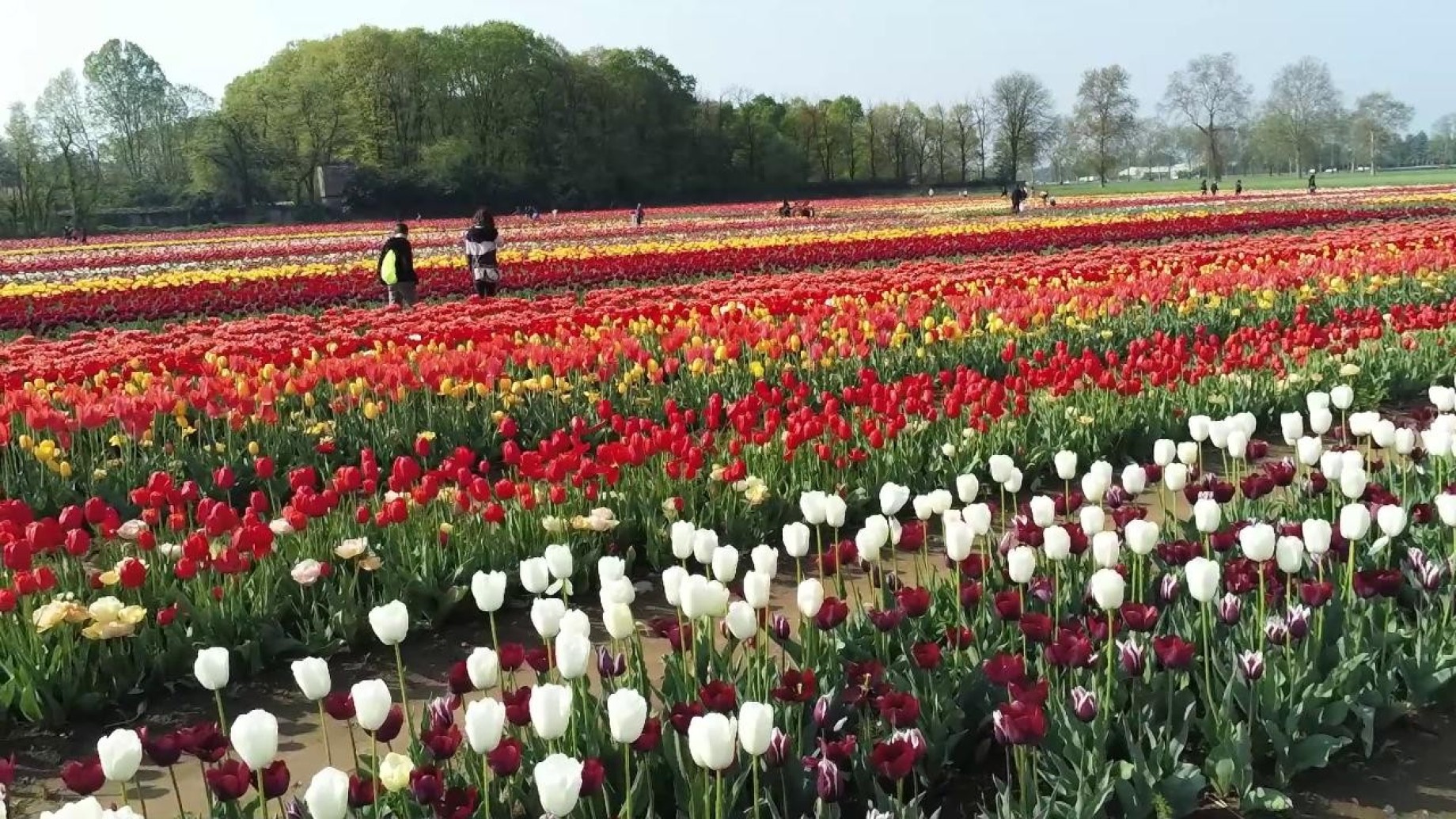 Fiori in Testa - Chi non ama i tulipani?? Da noi potete trovarne