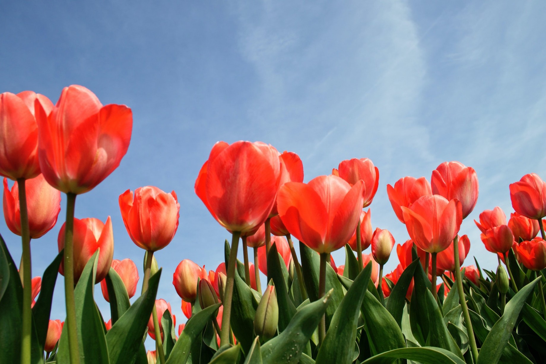 tulipani-3.jpg