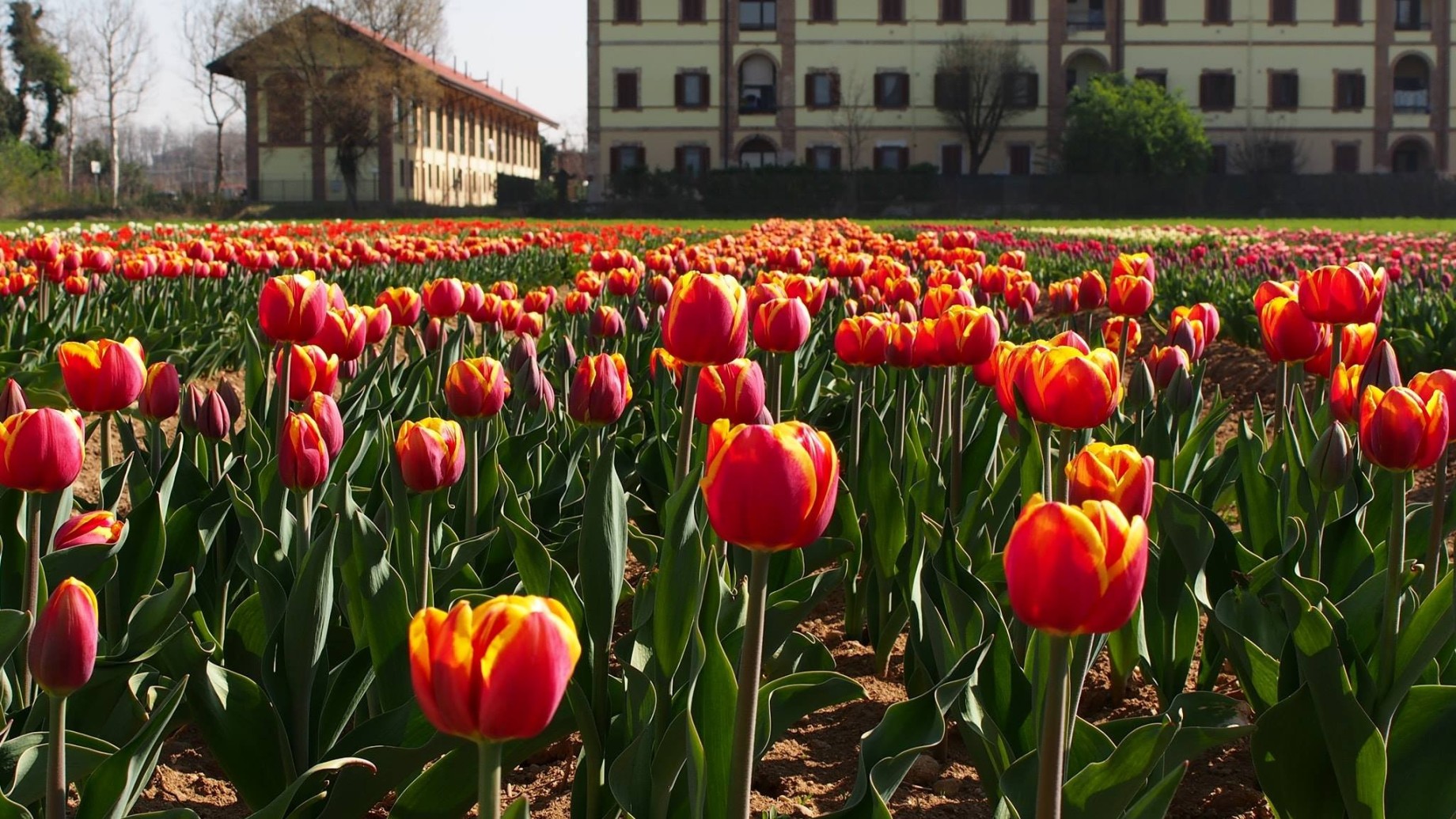 Fiori in Testa - Chi non ama i tulipani?? Da noi potete trovarne